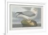 Fulmer Petrel, 1835-John James Audubon-Framed Giclee Print