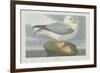 Fulmer Petrel, 1835-John James Audubon-Framed Giclee Print