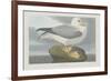 Fulmer Petrel, 1835-John James Audubon-Framed Giclee Print