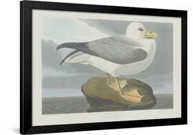 Fulmer Petrel, 1835-John James Audubon-Framed Giclee Print