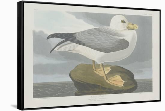 Fulmer Petrel, 1835-John James Audubon-Framed Stretched Canvas