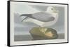 Fulmer Petrel, 1835-John James Audubon-Framed Stretched Canvas