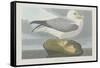 Fulmer Petrel, 1835-John James Audubon-Framed Stretched Canvas