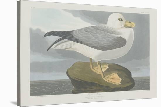 Fulmer Petrel, 1835-John James Audubon-Stretched Canvas