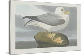 Fulmer Petrel, 1835-John James Audubon-Stretched Canvas