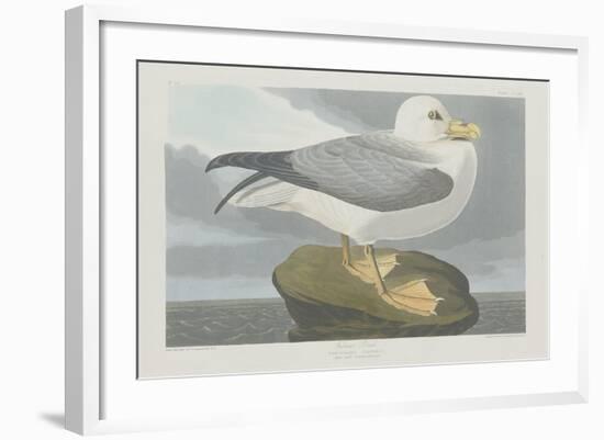 Fulmer Petrel, 1835-John James Audubon-Framed Giclee Print
