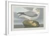 Fulmer Petrel, 1835-John James Audubon-Framed Giclee Print