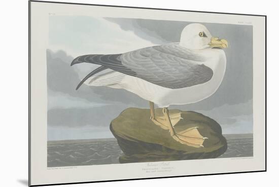 Fulmer Petrel, 1835-John James Audubon-Mounted Giclee Print