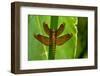 Fulvous forest skimmer dragonfly female, Sai Kung, Hong Kong, China-Magnus Lundgren / Wild Wonders of China-Framed Photographic Print