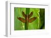 Fulvous forest skimmer dragonfly female, Sai Kung, Hong Kong, China-Magnus Lundgren / Wild Wonders of China-Framed Photographic Print