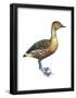 Fulvous Tree Duck (Dendrocygna Bicolor), Birds-Encyclopaedia Britannica-Framed Poster