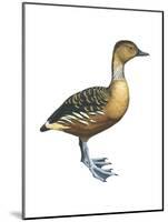 Fulvous Tree Duck (Dendrocygna Bicolor), Birds-Encyclopaedia Britannica-Mounted Poster