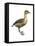 Fulvous Tree Duck (Dendrocygna Bicolor), Birds-Encyclopaedia Britannica-Framed Stretched Canvas