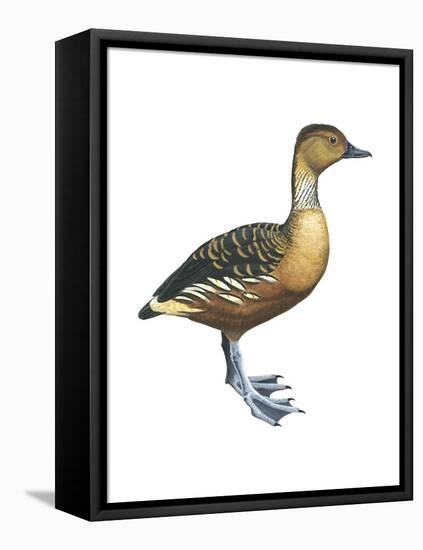 Fulvous Tree Duck (Dendrocygna Bicolor), Birds-Encyclopaedia Britannica-Framed Stretched Canvas