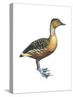 Fulvous Tree Duck (Dendrocygna Bicolor), Birds-Encyclopaedia Britannica-Stretched Canvas