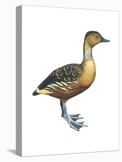 Fulvous Tree Duck (Dendrocygna Bicolor), Birds-Encyclopaedia Britannica-Stretched Canvas