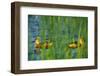 Fulvous Whistling Ducks in Texas Valley-Darrell Gulin-Framed Photographic Print