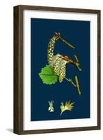 Fumaria Micrantha; Close-Flowered Fumitory-null-Framed Giclee Print