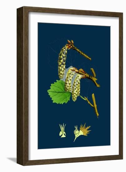 Fumaria Micrantha; Close-Flowered Fumitory-null-Framed Giclee Print