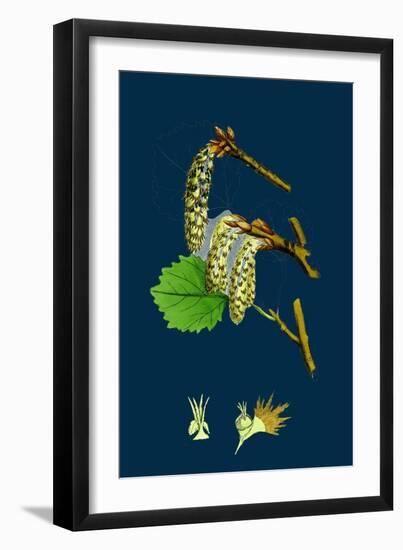 Fumaria Micrantha; Close-Flowered Fumitory-null-Framed Giclee Print