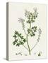 Fumaria Pallidiflora Pale Flowered Fumitory-null-Stretched Canvas