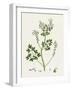 Fumaria Pallidiflora Pale Flowered Fumitory-null-Framed Giclee Print