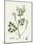 Fumaria Pallidiflora Pale Flowered Fumitory-null-Mounted Giclee Print