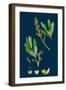 Fumaria Parviflora; Lamark's Small Flowered Fumitory-null-Framed Giclee Print