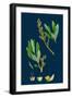 Fumaria Parviflora; Lamark's Small Flowered Fumitory-null-Framed Giclee Print