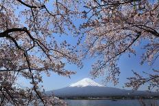 Cherry Blossoms and Mt. Fuji at Lake Kawaguchiko-fuminana-Photographic Print