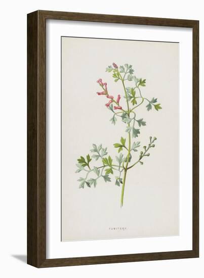 Fumitory (Chromolitho)-Frederick Edward Hulme-Framed Giclee Print