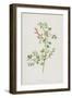 Fumitory (Chromolitho)-Frederick Edward Hulme-Framed Giclee Print