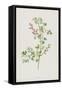 Fumitory (Chromolitho)-Frederick Edward Hulme-Framed Stretched Canvas