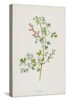 Fumitory (Chromolitho)-Frederick Edward Hulme-Stretched Canvas