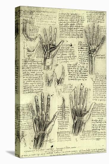 Functions of Human Hand-Leonardo da Vinci-Stretched Canvas