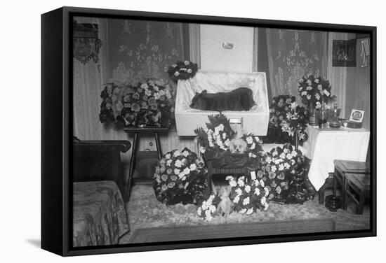 Funeral for Pet Bulldog-null-Framed Stretched Canvas