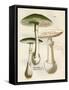 Funghi, Cordier 4 1876-null-Framed Stretched Canvas