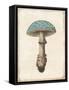 Funghi Velenosi Blue Green-Wild Apple Portfolio-Framed Stretched Canvas