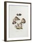 Fungi. Agaricus Ovalus, from 'Flora Londinesis'-William Curtis-Framed Giclee Print