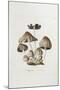 Fungi. Agaricus Ovalus, from 'Flora Londinesis'-William Curtis-Mounted Giclee Print