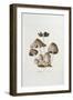 Fungi. Agaricus Ovalus, from 'Flora Londinesis'-William Curtis-Framed Giclee Print