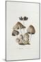 Fungi. Agaricus Ovalus, from 'Flora Londinesis'-William Curtis-Mounted Giclee Print