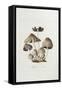 Fungi. Agaricus Ovalus, from 'Flora Londinesis'-William Curtis-Framed Stretched Canvas