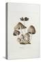 Fungi. Agaricus Ovalus, from 'Flora Londinesis'-William Curtis-Stretched Canvas