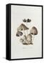 Fungi. Agaricus Ovalus, from 'Flora Londinesis'-William Curtis-Framed Stretched Canvas