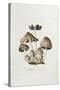 Fungi. Agaricus Ovalus, from 'Flora Londinesis'-William Curtis-Stretched Canvas