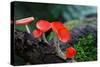 Fungi Cup Red Mushroom Champagne Cup Found in the Rain Forests of Central Thailand.-Sanit Fuangnakhon-Stretched Canvas