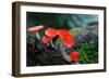 Fungi Cup Red Mushroom Champagne Cup Found in the Rain Forests of Central Thailand.-Sanit Fuangnakhon-Framed Photographic Print