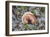 Fungi Focus - Extract-Staffan Widstrand-Framed Giclee Print