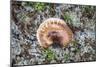 Fungi Focus - Extract-Staffan Widstrand-Mounted Giclee Print